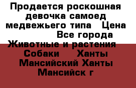 Продается роскошная девочка самоед медвежьего типа › Цена ­ 35 000 - Все города Животные и растения » Собаки   . Ханты-Мансийский,Ханты-Мансийск г.